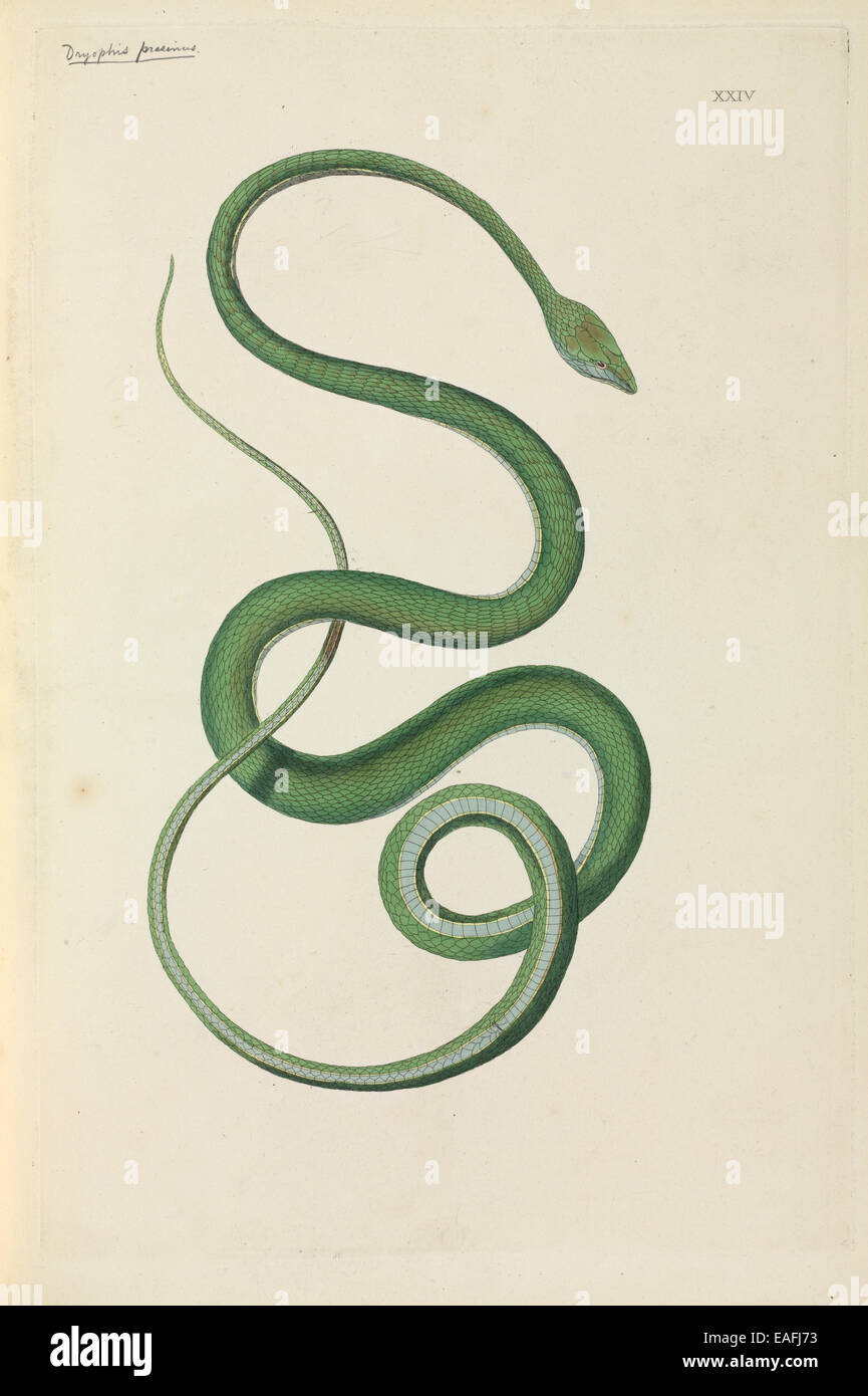 Ahaetulla prasina, corto-vitigno naso snake Foto Stock