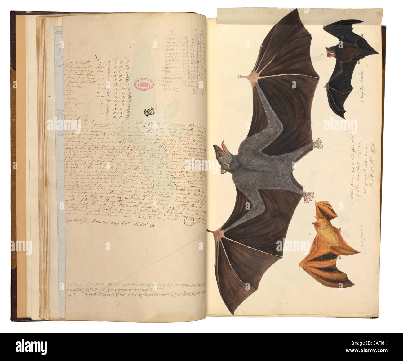 Flying Fox; Pteropus sp.; Hodgson's; myotis Myotis formosus; Nepalese myotis whiskered; Myotis muricola Foto Stock