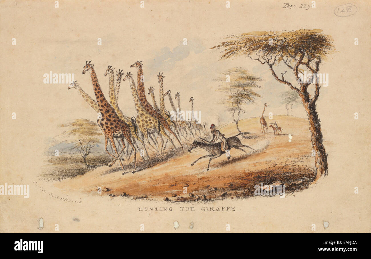 "Caccia la Giraffa' da William Cornwallis Harris Foto Stock