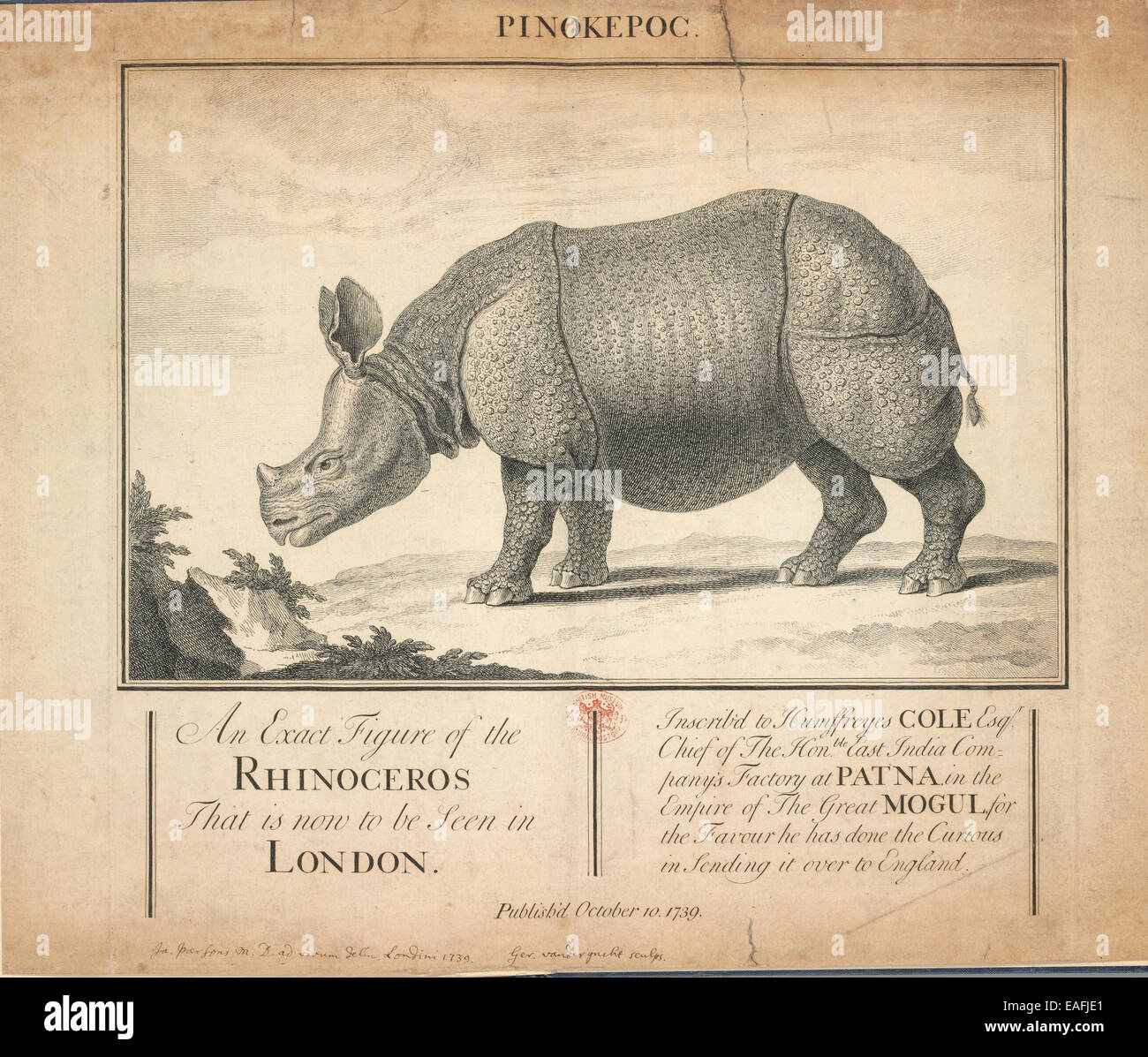 Rhinoceros unicornis, il rinoceronte indiano Foto Stock