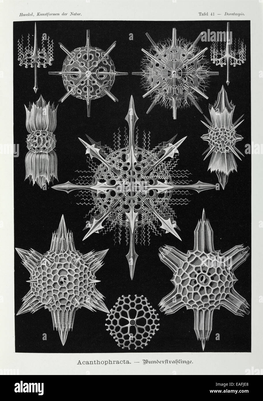 Acanthophracta, radiolari Foto Stock