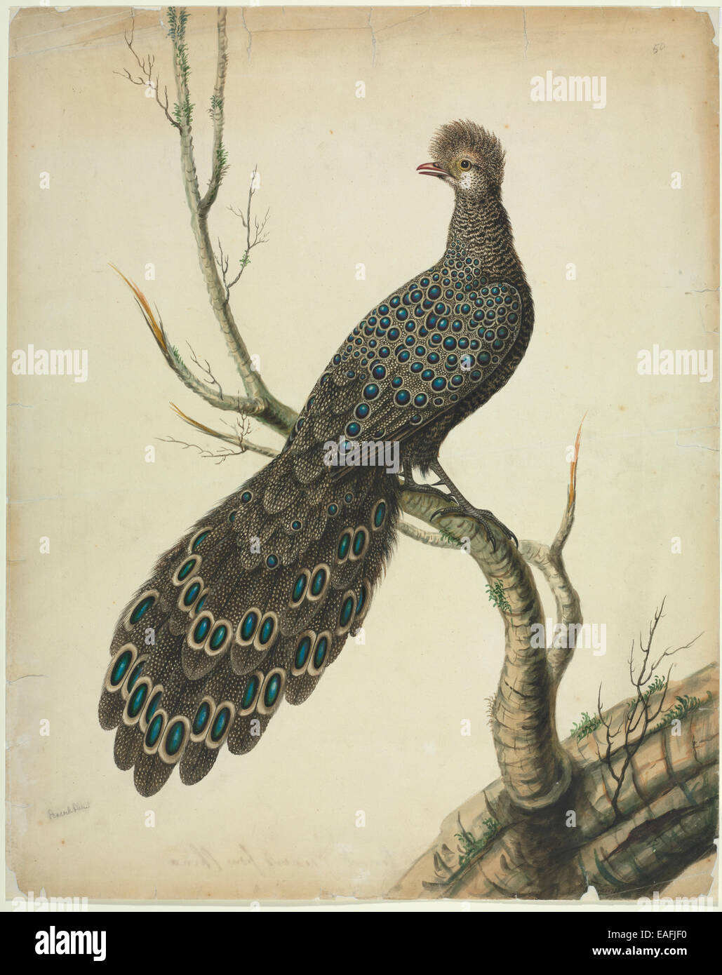 Polyplectron bicalcaratum, Peacock-Pheasant grigio Foto Stock