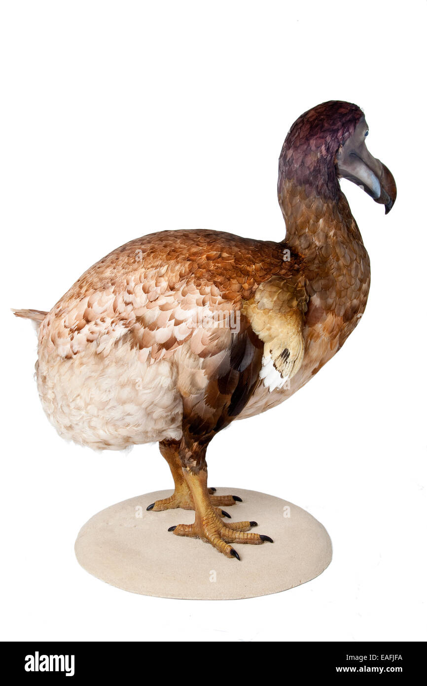 Raphus cucullatus, Dodo Foto Stock