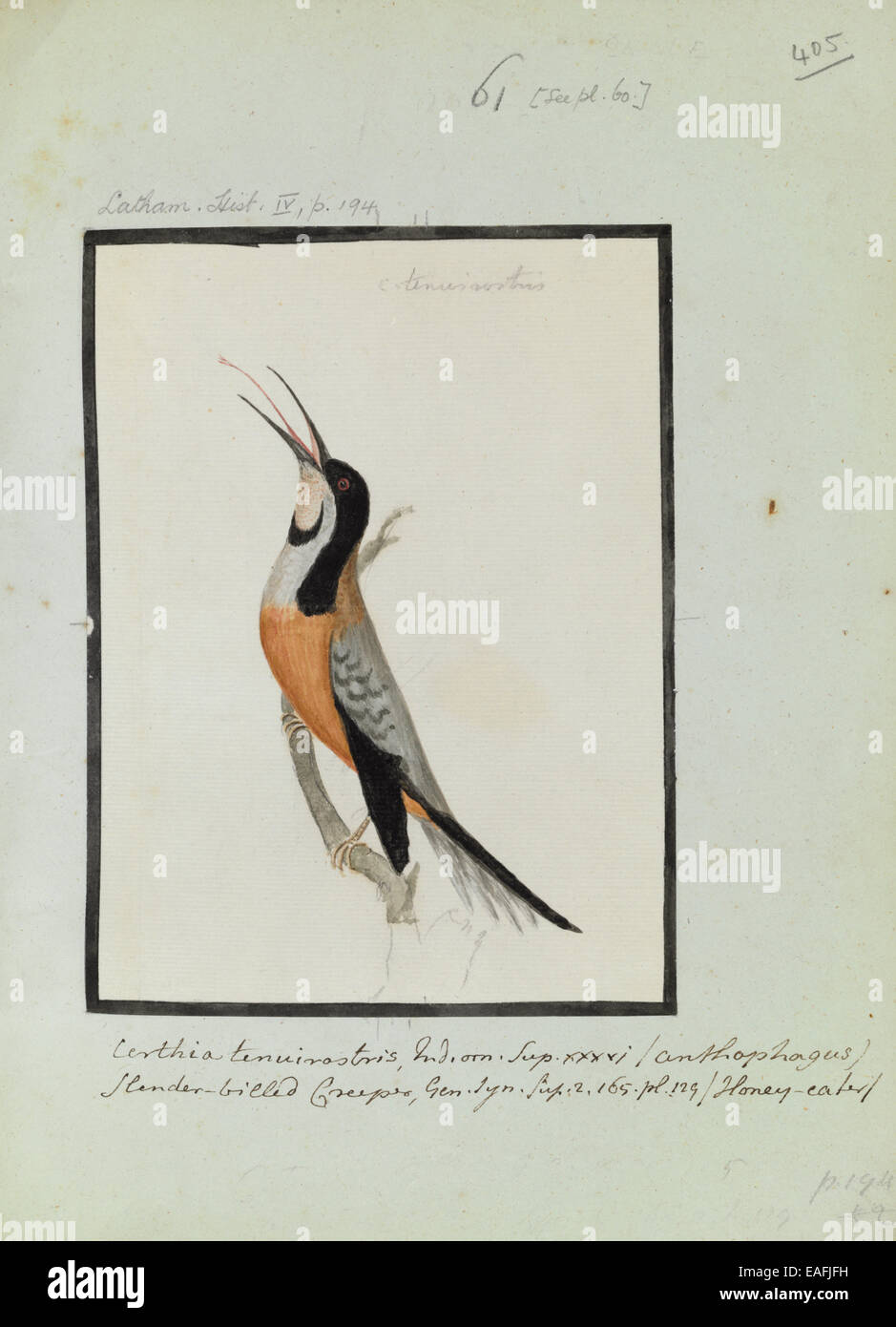 Certhia tenuistris, Latham Collection Vol.3, f.405 Foto Stock