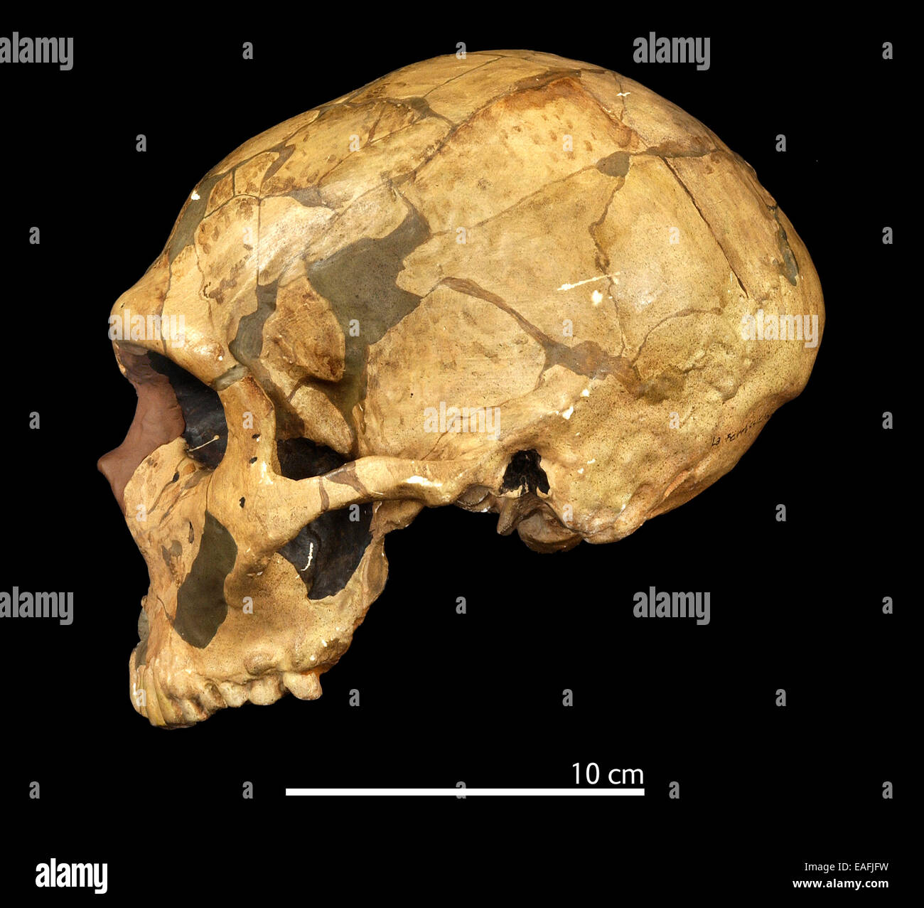 Homo neanderthalensis (Ferrassie 1) cranio Foto Stock