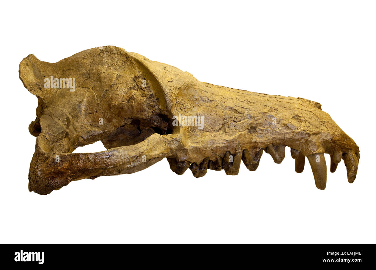 Andrewsarchus mongoliencis, cranio cast Foto Stock