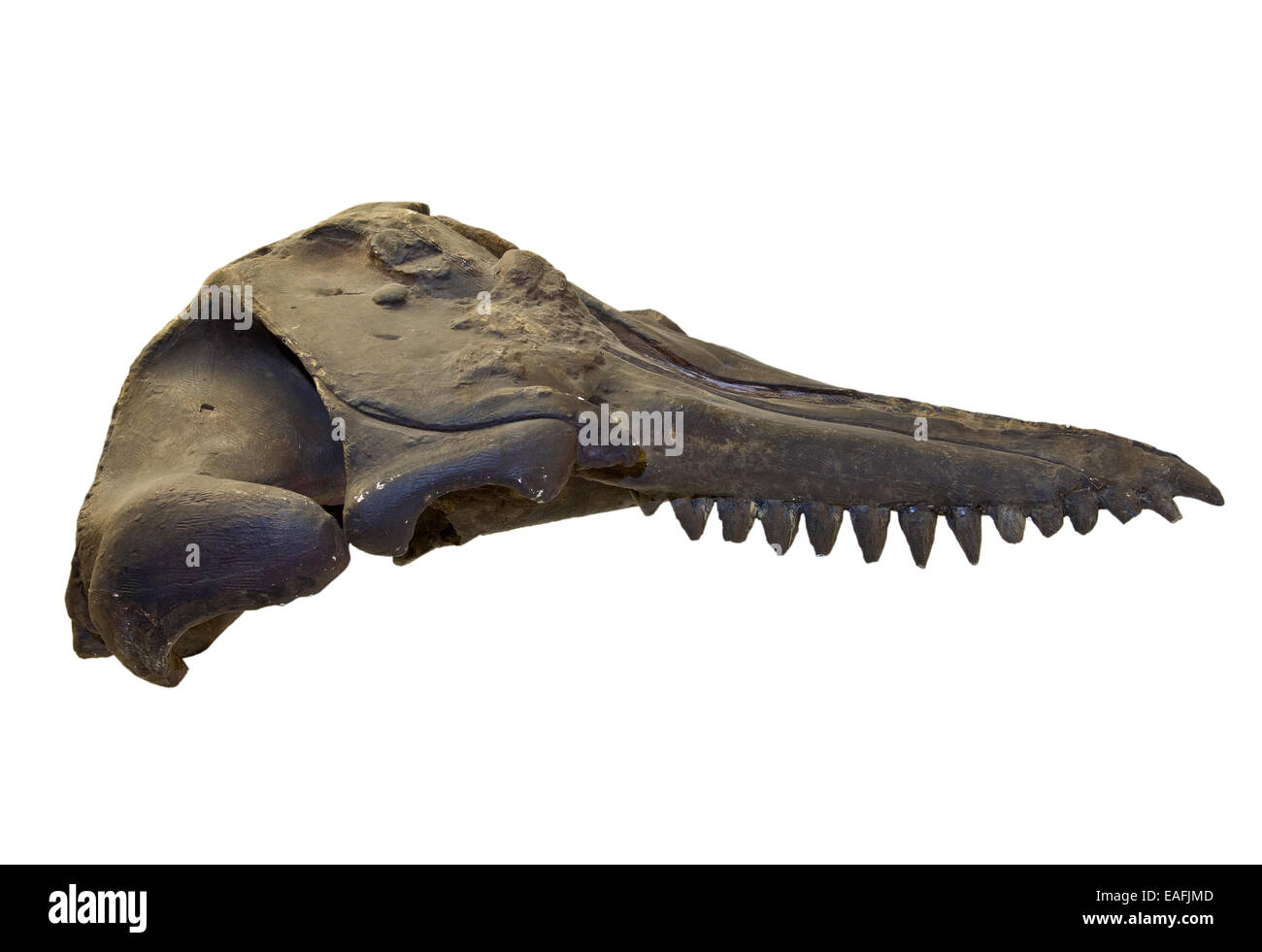 Prosqualodon davidi, cranio cast Foto Stock