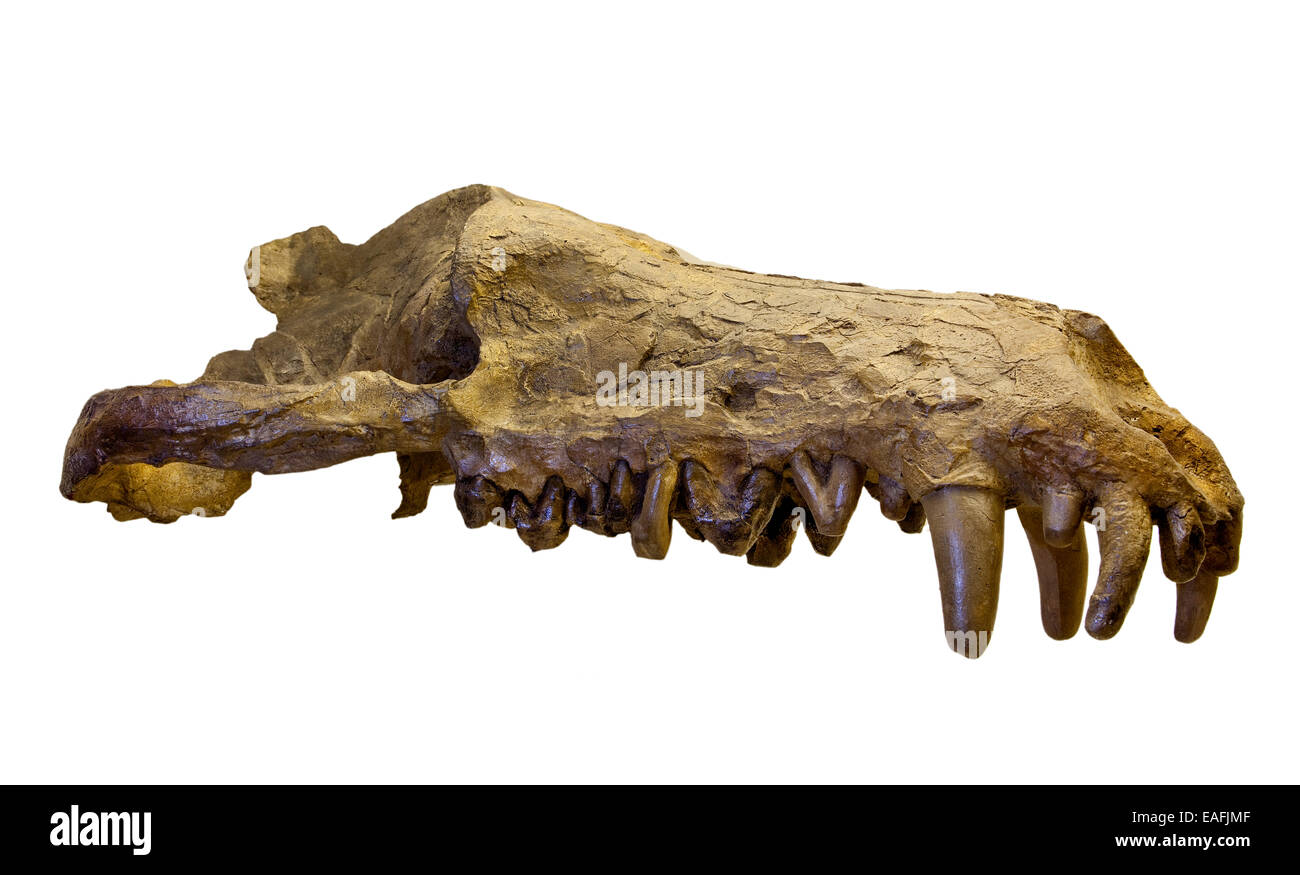 Andrewsarchus mongoliencis, cranio cast Foto Stock