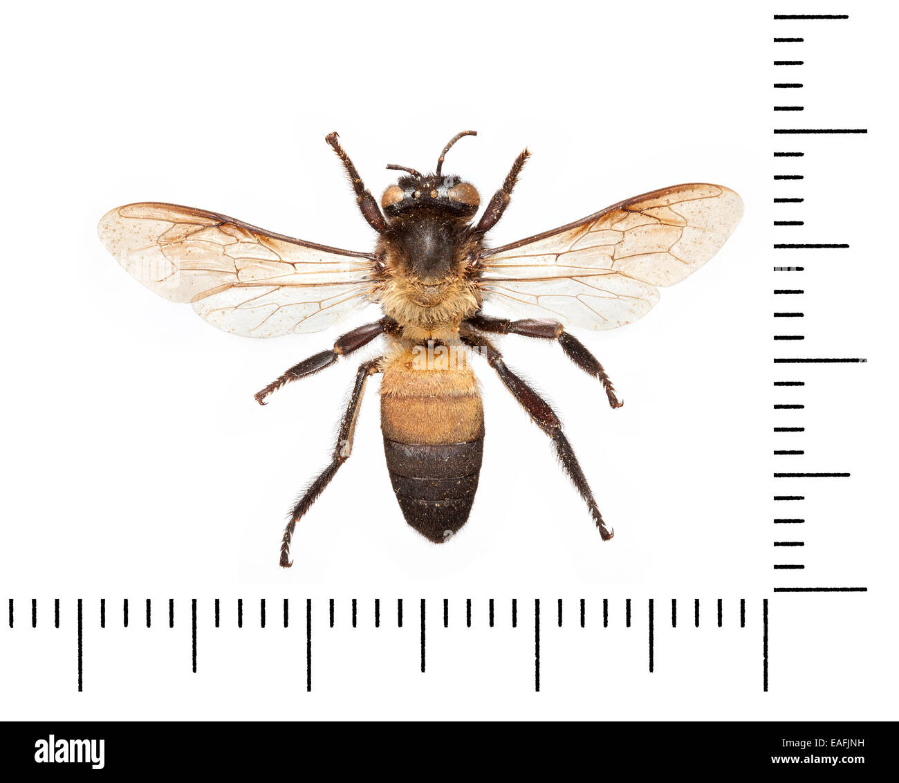 Apis dorsata Foto Stock