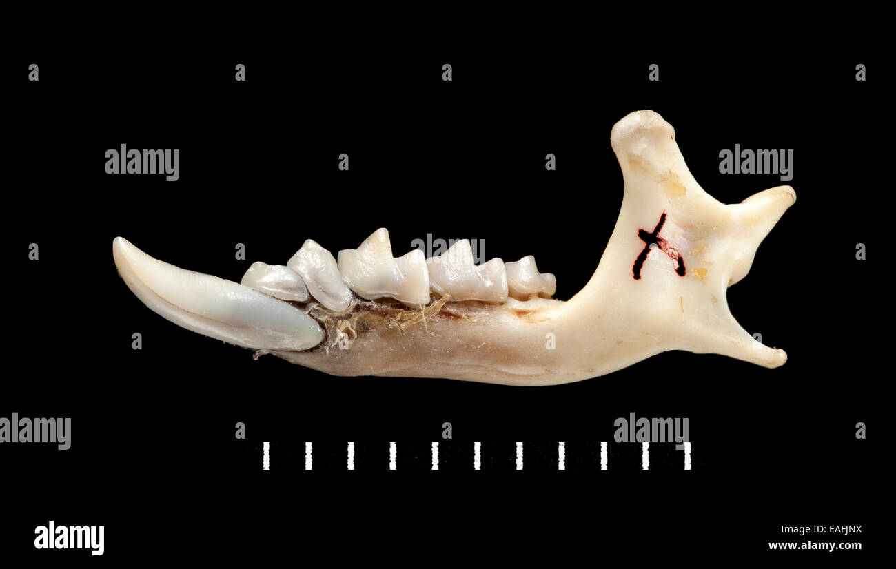 Chimarrogale varennei, mandibola Foto Stock
