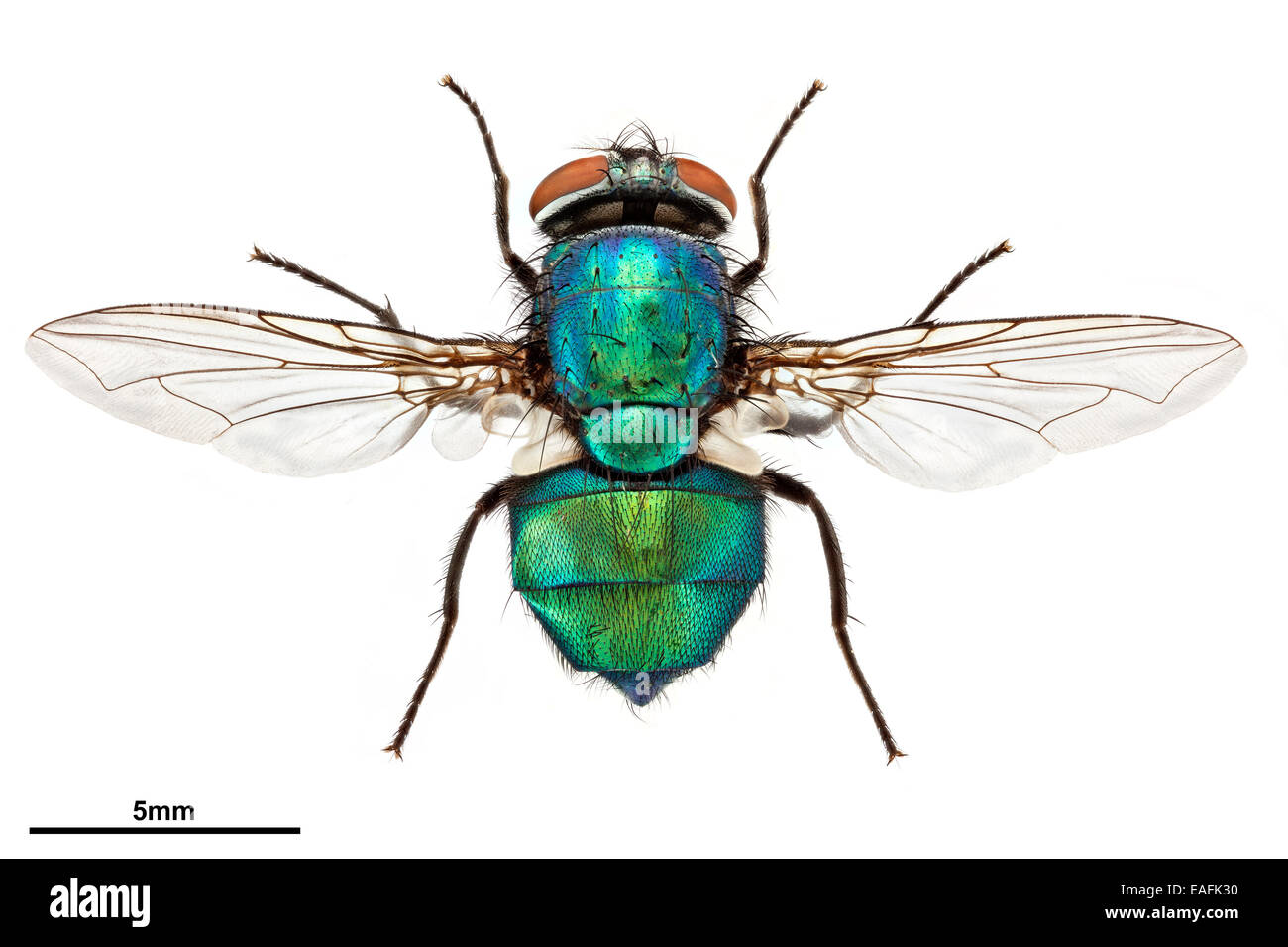 Comune bottiglia verde fly, Lucilia sericata Foto Stock