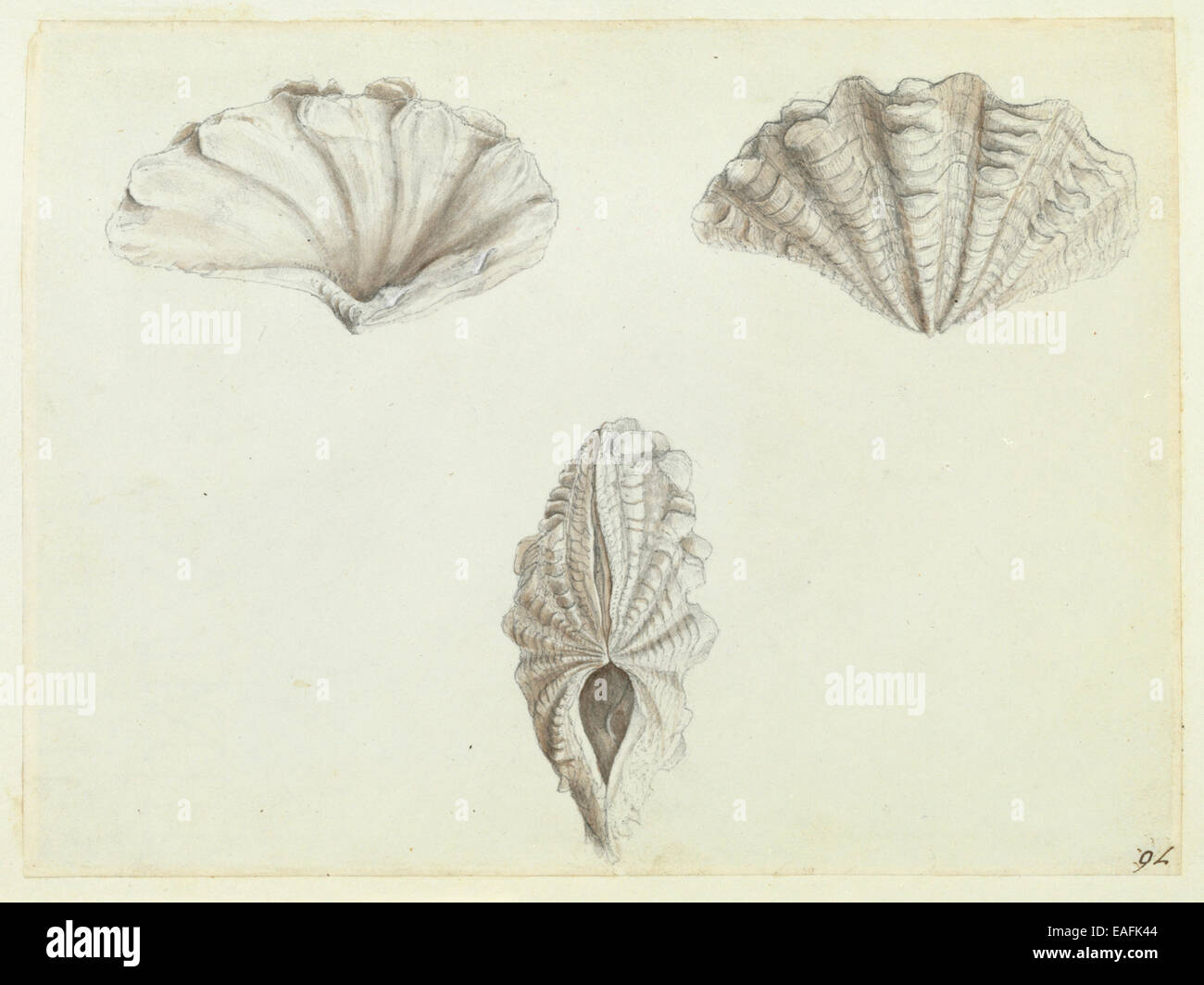 Tridacna maxima Röding, 1798, giant clam Foto Stock