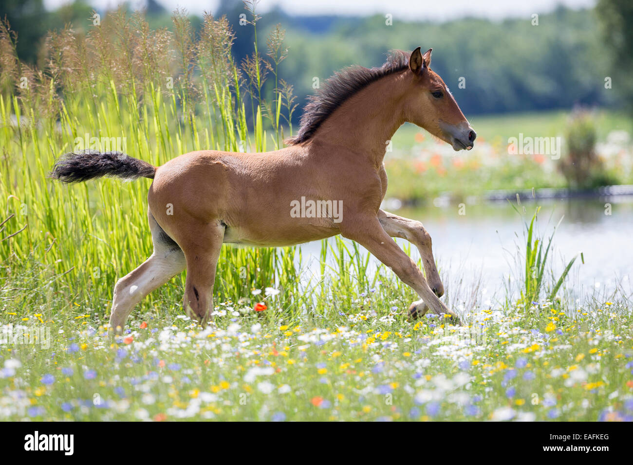 Pura spagnola andalusa cavallo Bay puledro al galoppo il prato fiorito in Germania Foto Stock
