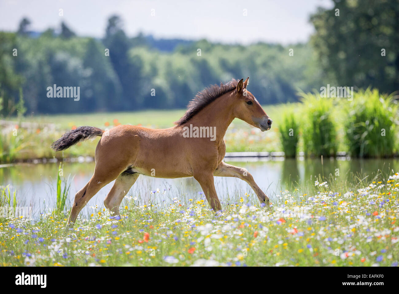 Pura spagnola andalusa cavallo Bay puledro al galoppo il prato fiorito in Germania Foto Stock