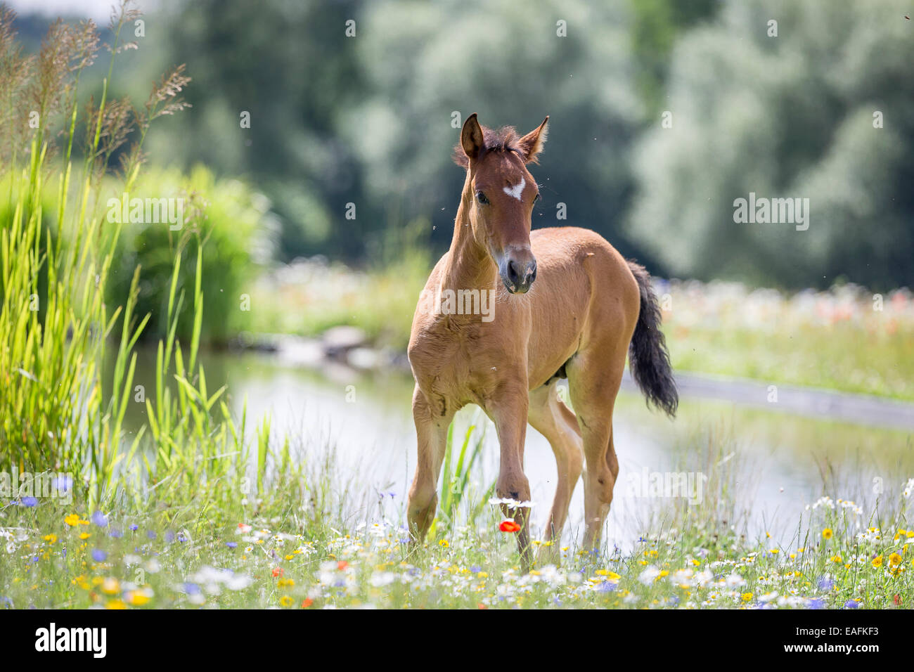 Pura spagnola andalusa cavallo Bay puledro in piedi il prato fiorito in Germania Foto Stock