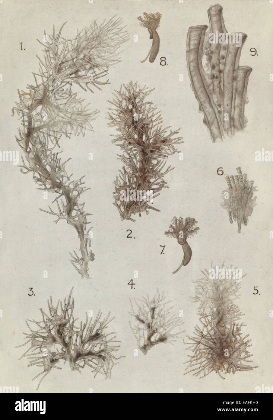 Fig. 1 - 5. Cephalodiscus hodgsoni, modulo A. Fig. 6 - 8, Cephalodiscus densus. Fig. 9, Cephalodiscus evansi. Foto Stock