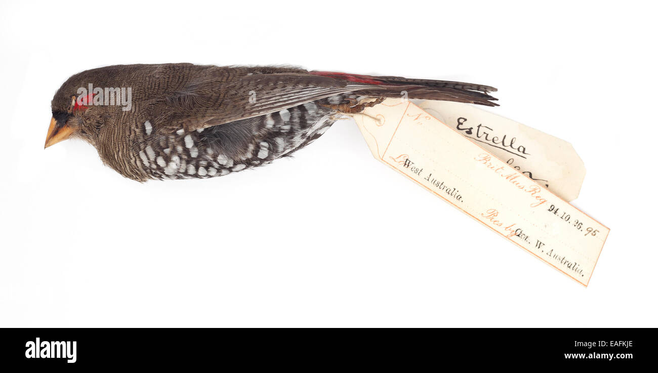 Red eared firetail Finch, Emblema oculata Foto Stock