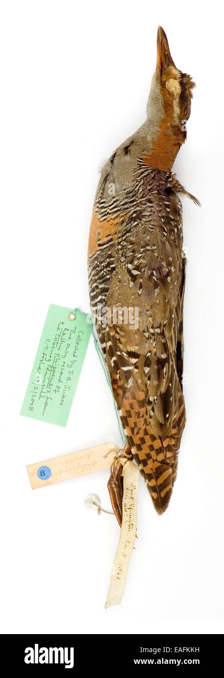 Rallus phippensis Foto Stock