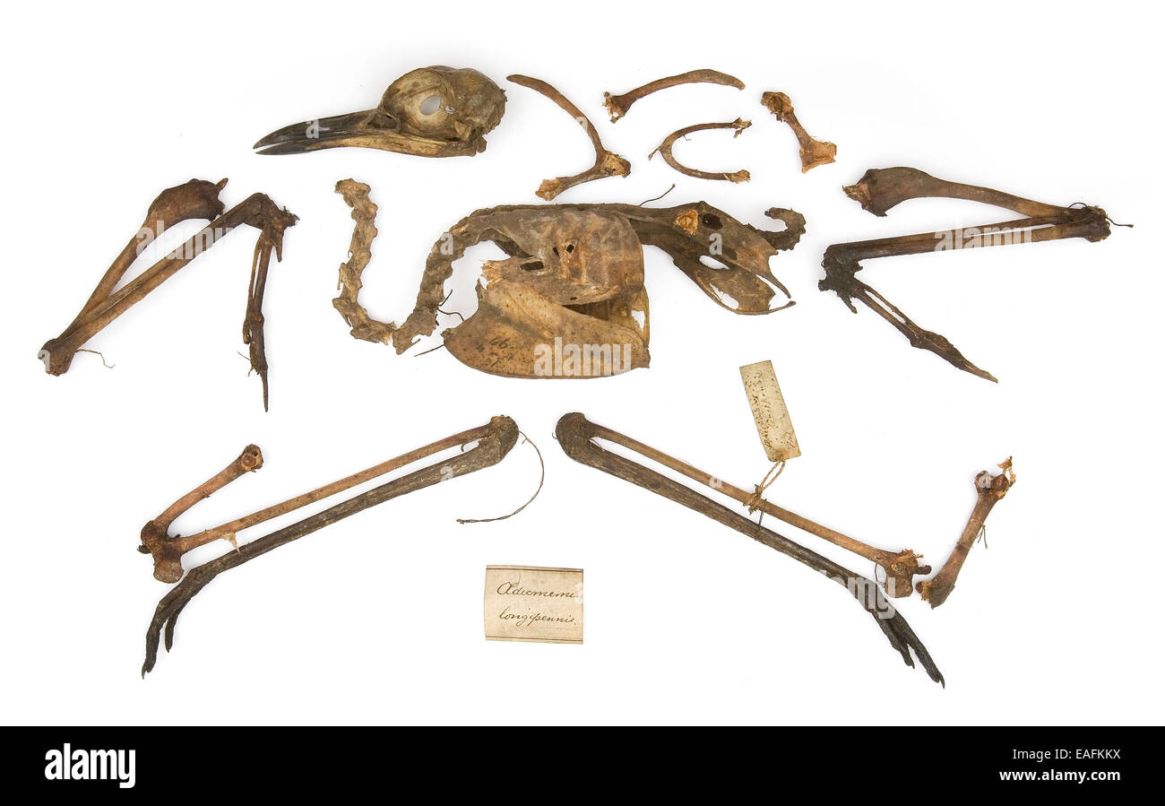 Burhinus grallarius, lo scheletro dalla Gould collezione Foto Stock