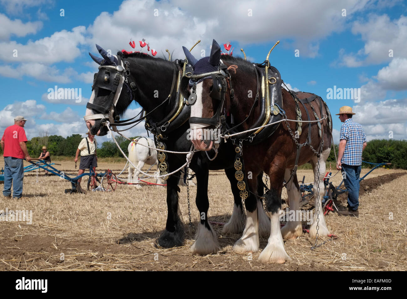 Shire cavalli durante un concorso di aratura alla Heckington mostrano, Lincolnshire, Inghilterra. Foto Stock