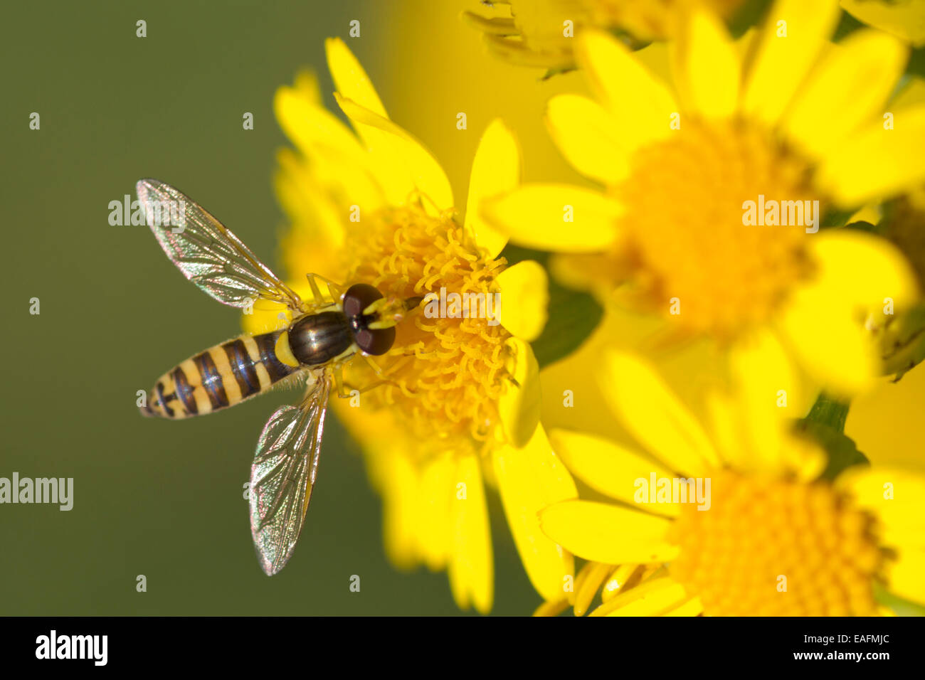 Hoverfly Sphaerophoria scripta Comune Femmina erba tossica Germania Foto Stock
