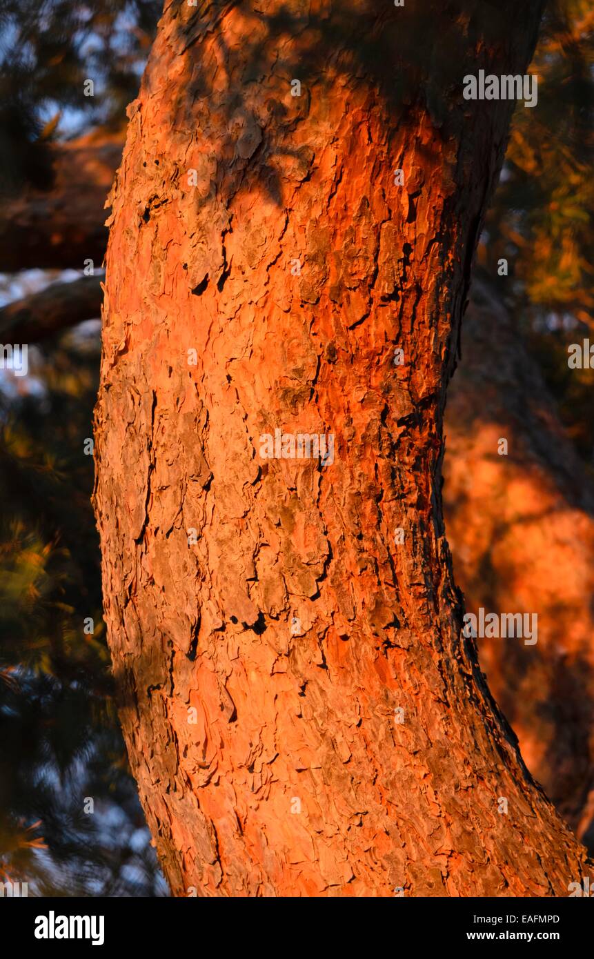 Di pino silvestre (Pinus sylvestris) Foto Stock