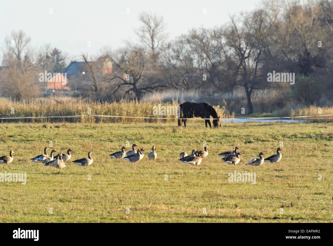 Graylag oche (Anser anser), SASSONIA-ANHALT, Germania Foto Stock