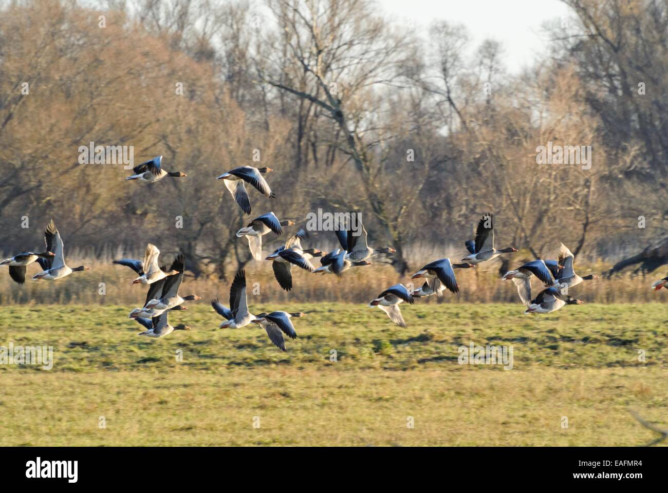 Graylag oche (Anser anser), SASSONIA-ANHALT, Germania Foto Stock