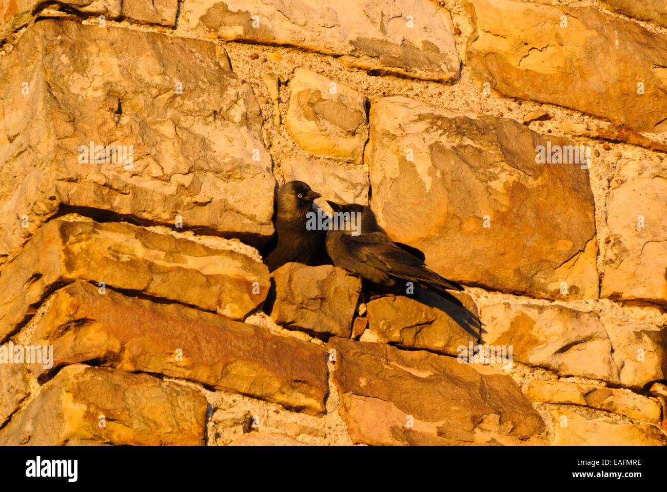 La cornacchia occidentale (Corvus monedula) Foto Stock