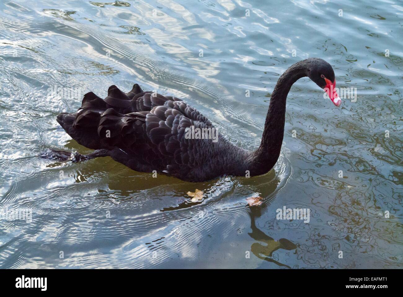 Black Swan (cygnus atratus) Foto Stock