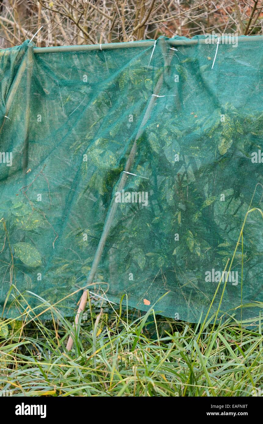 Macchiato di alloro (aucuba japonica variegata "') con protezione invernale Foto Stock