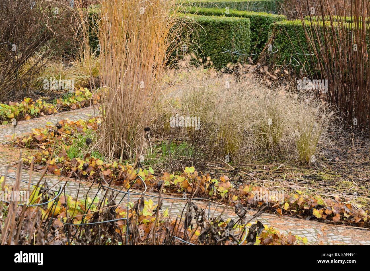 Miscanto (miscanthus sinensis 'gracillimus') e fontana di nana erba (pennisetum alopecuroides) Foto Stock