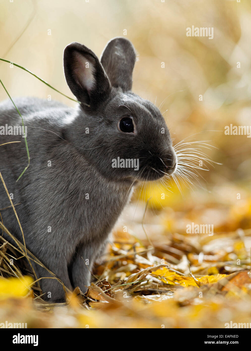 Netherland Dwarf Rabbit Grigio secco adulto Foglie di autunno Germania Foto Stock