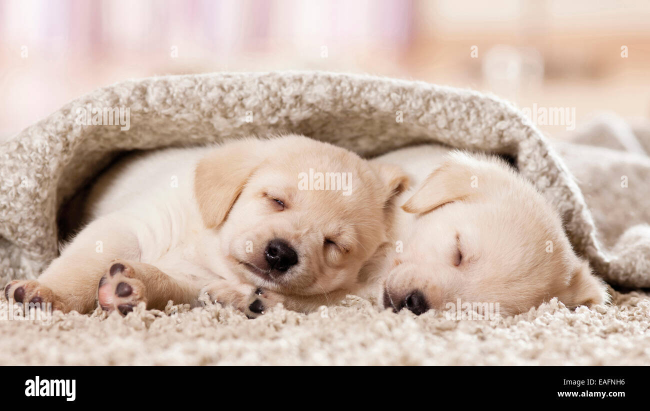 Il Labrador Retriever due cuccioli che dorme sotto una coperta in Germania Foto Stock