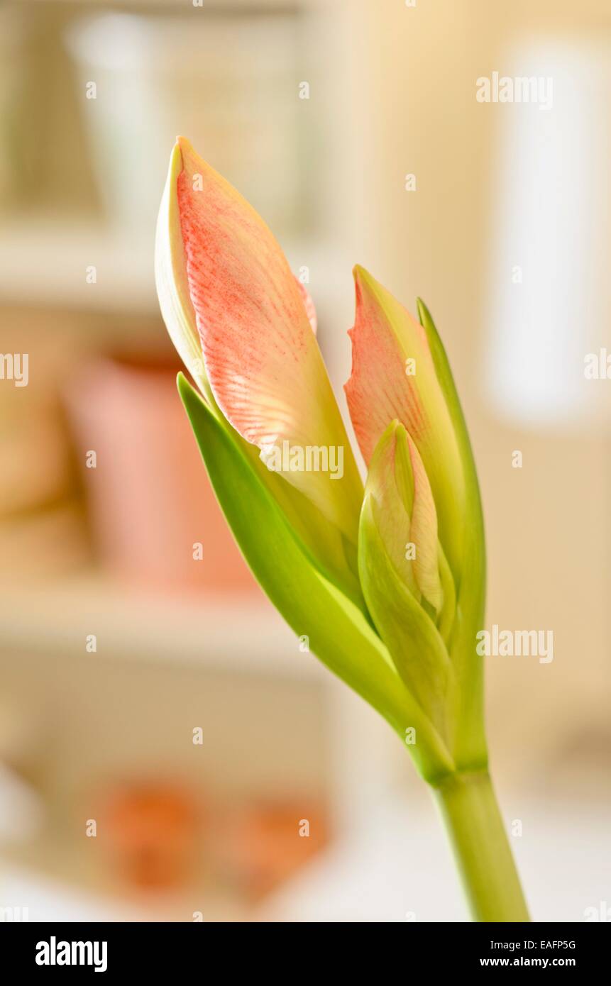 Amaryllis (hippeastrum) Foto Stock