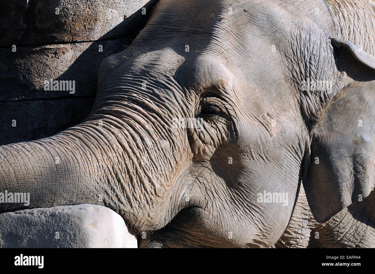 Cabeza de elefante descansando al sol sobre n.a. roca Foto Stock