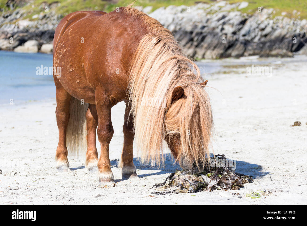 Pony Shetland stallone di castagno mangiare alghe marine beach Burra Shetland Foto Stock