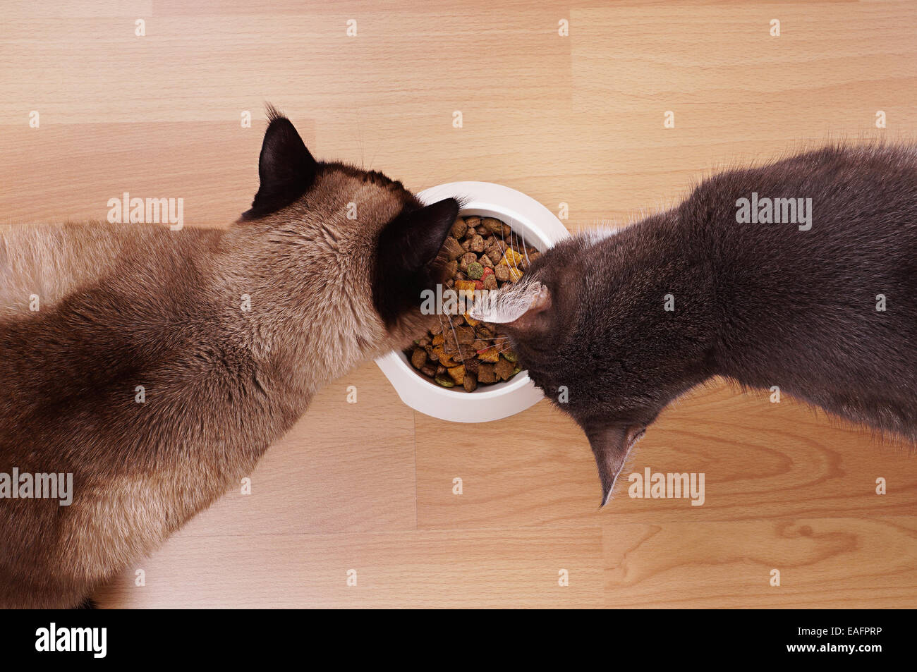 Gatti con coppa di alimentazione Foto Stock
