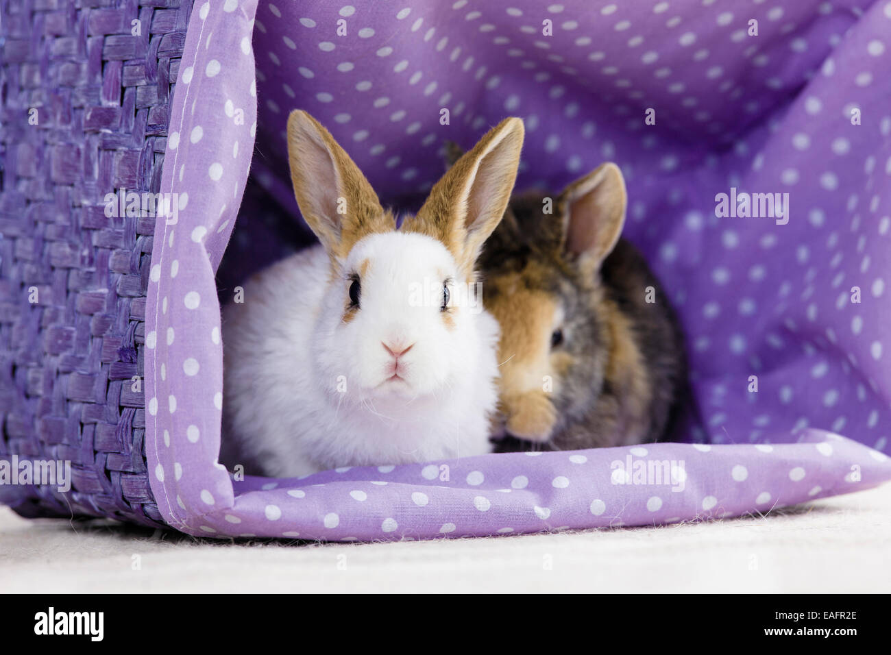 Netherland Dwarf Rabbit due giovani basket Germania Foto Stock