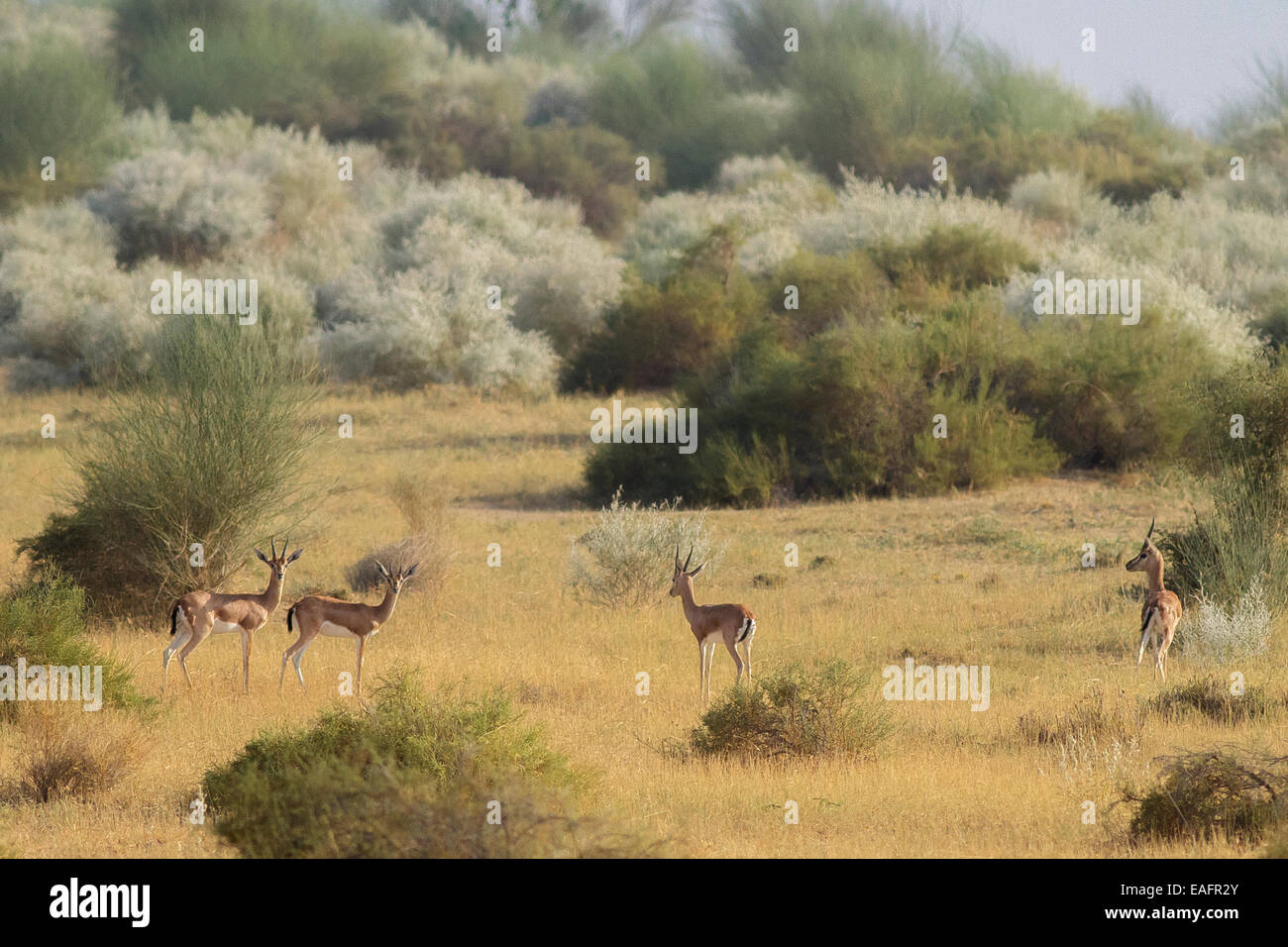 Chinkara o indiano (gazelle Gazella bennetti sykes) Foto Stock