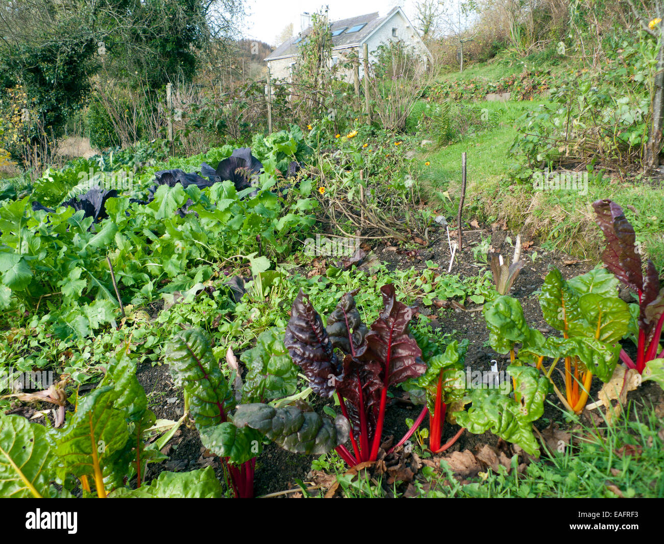 Carmarthenshire, Wales, Regno Unito. Venerdì 14 novembre 2014. Ruby chard, cavolo rosso e vari verdi crescere nel mite clima di novembre in uno spiovente verso sud orto biologico nel Galles occidentale sunshine questa mattina. Kathy deWitt/AlamyLiveNews Foto Stock