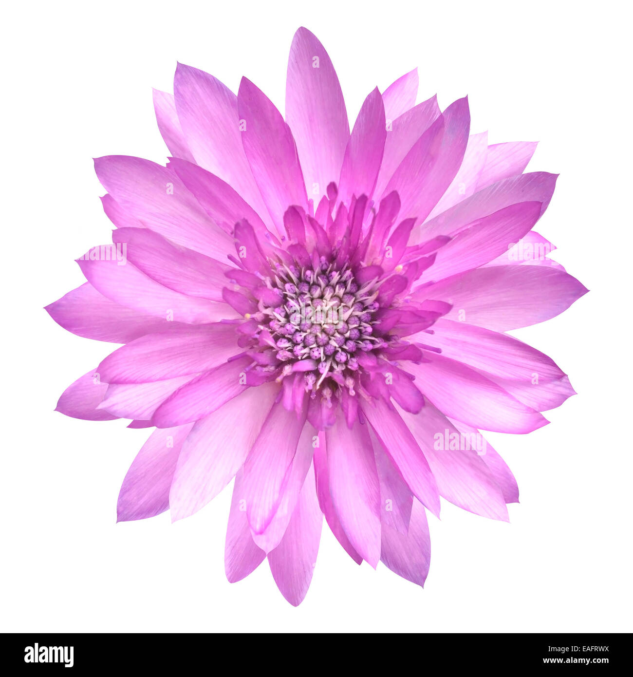 Rosa Conflower fiore in piena fioritura isolato su bianco Foto Stock