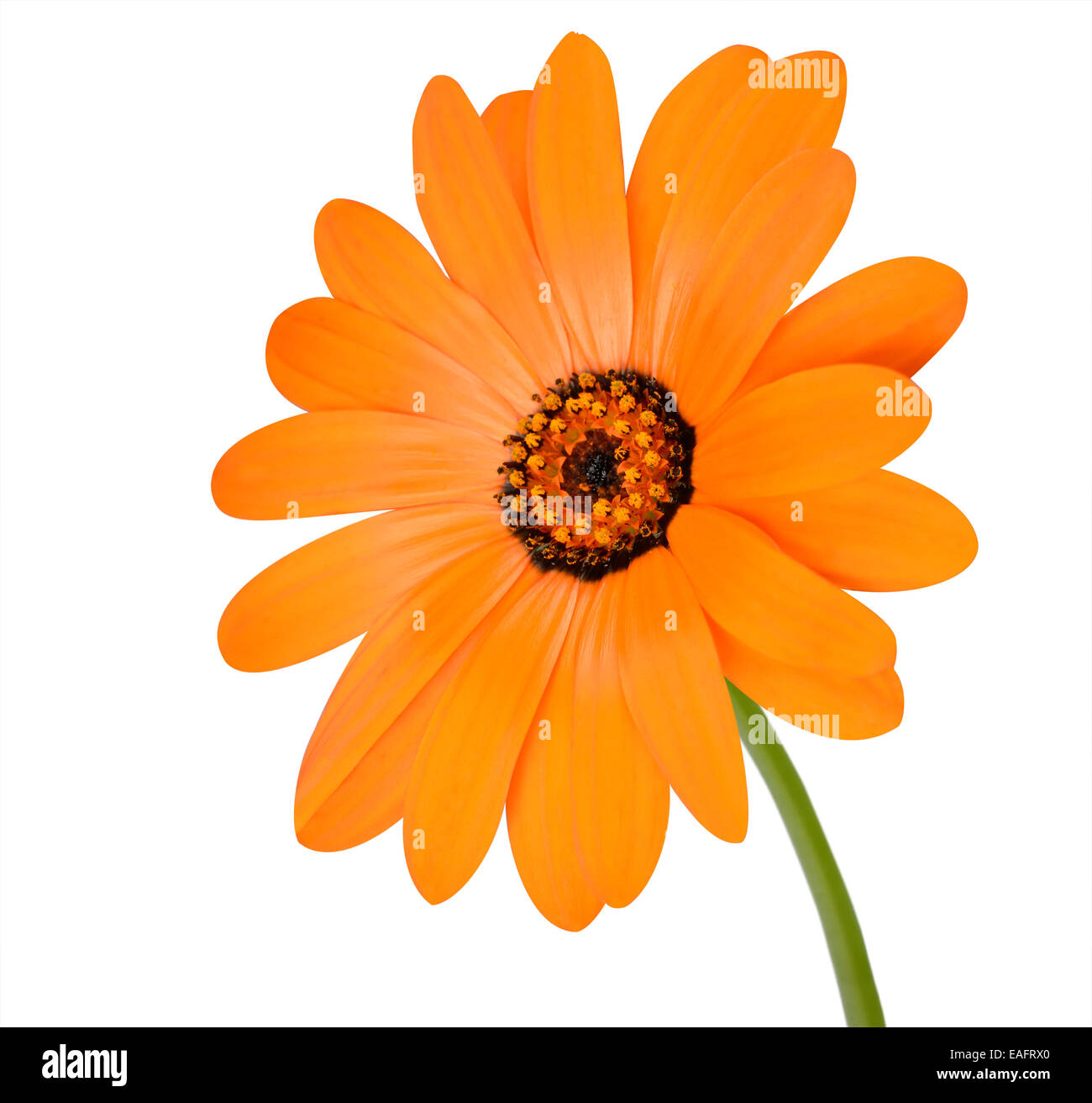 Fioritura arancione Calendula fiori verdi con stick - Bella Calendula officinalis in piena fioritura isolato su bianco Backgro Foto Stock