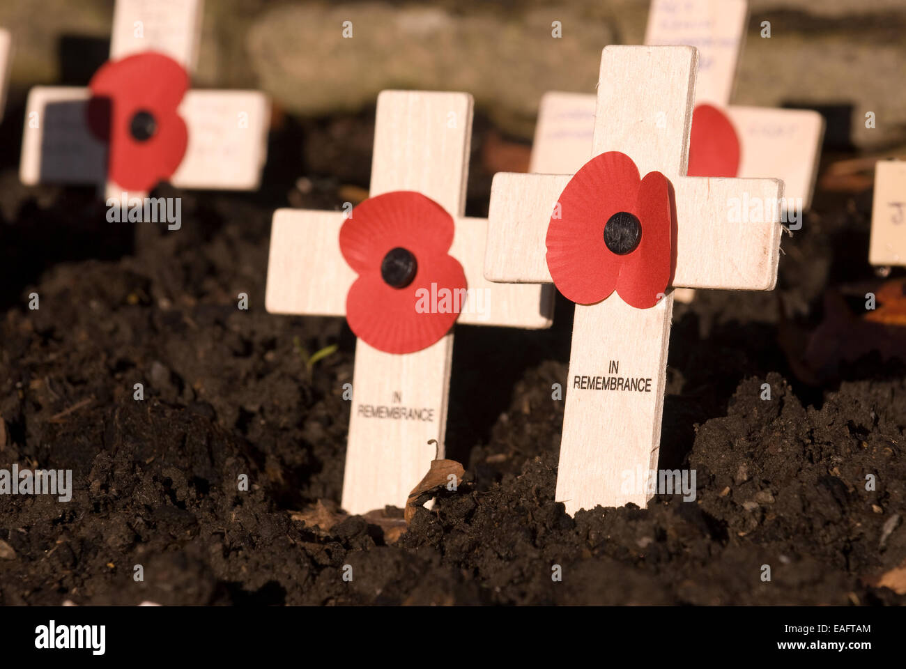 Il papavero croci piantate sul ricordo Domenica a Haslemere War Memorial, High Street, Haslemere, Surrey, Regno Unito. Foto Stock