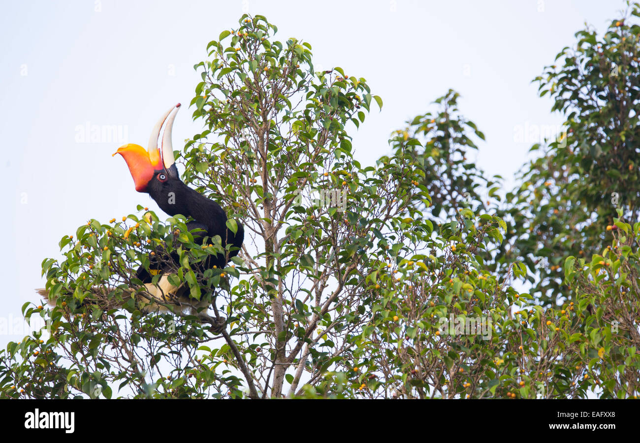 Rhinoceros Hornbill (Buceros rhinoceros) alimentazione su una fruttificazione albero della foresta pluviale, Taman Negara National Park, Malaysia Foto Stock