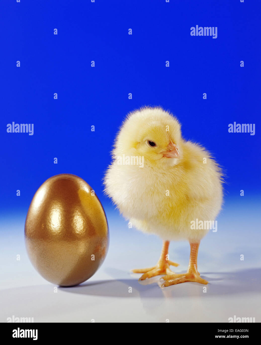 Pollo di giovani nei pressi di un uovo dorato Foto Stock