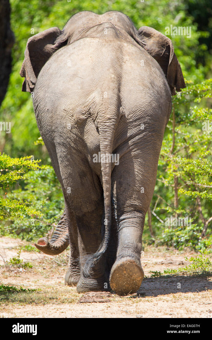 Vista posteriore di una dello Sri Lanka elephant (Elephas maximus maximus) una sottospecie di elefante asiatico, Yala National Park, Sri Lanka Foto Stock