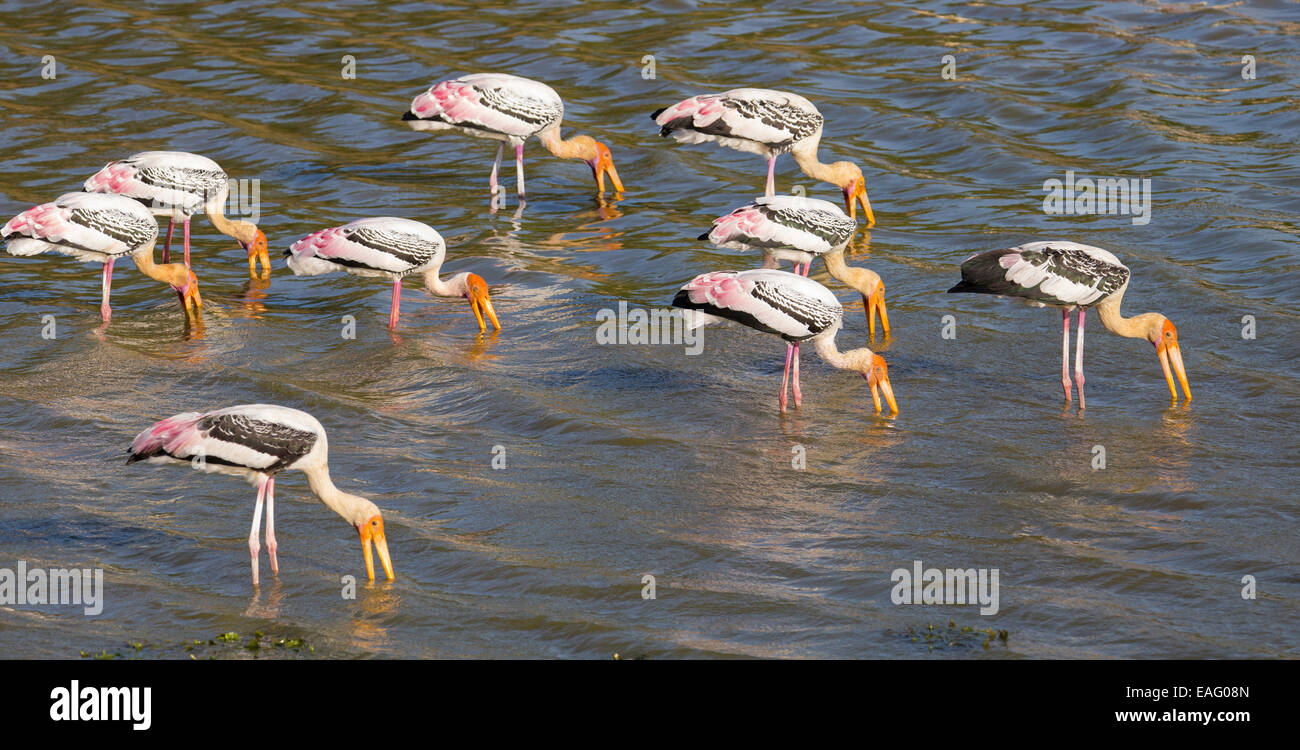Dipinto di Stork (Mycteria leucocephala) alimentazione in un lago, Yala National Park, Sri Lanka Foto Stock