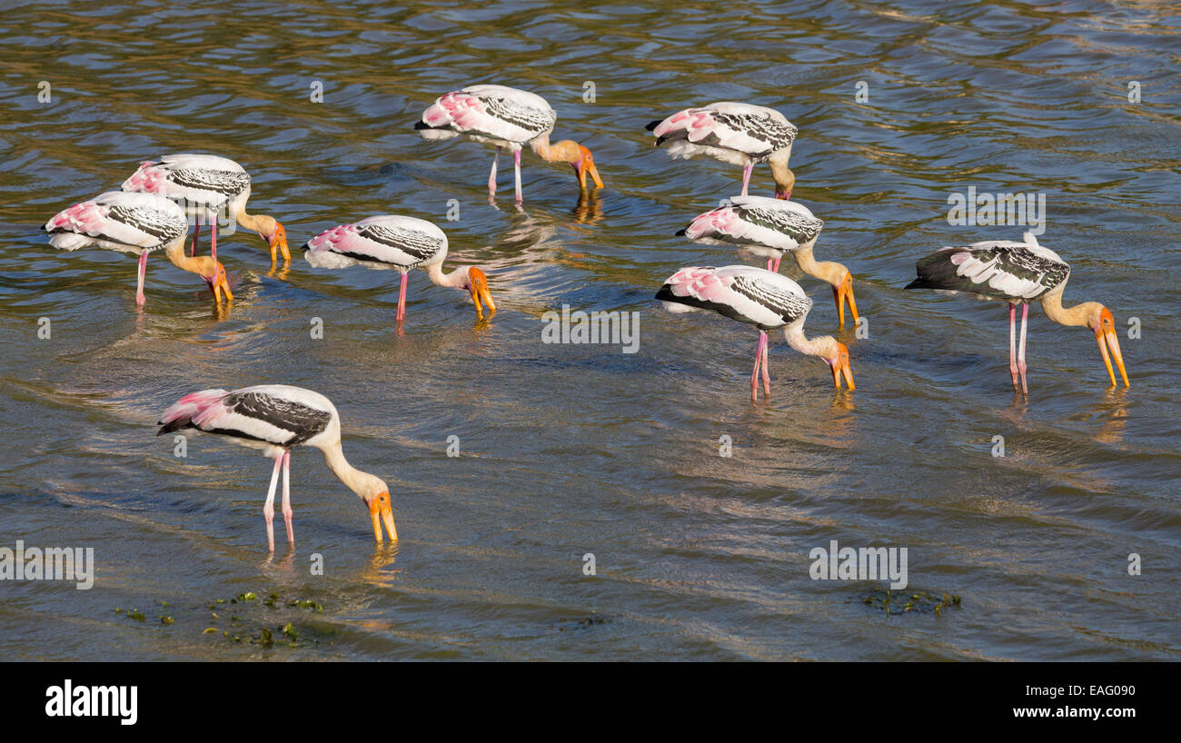 Dipinto di Stork (Mycteria leucocephala) alimentazione in un lago, Yala National Park, Sri Lanka Foto Stock