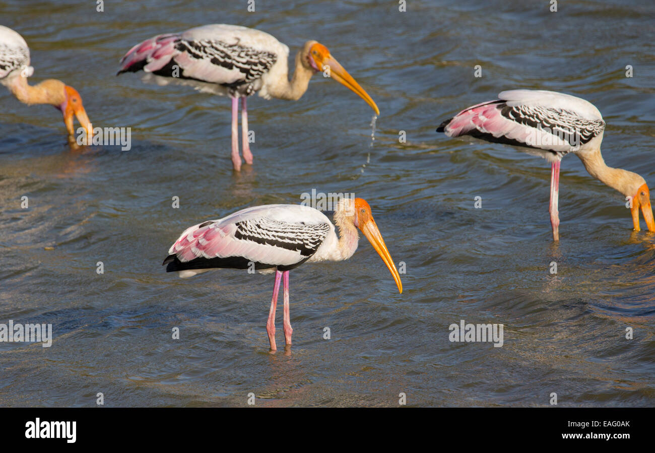 Dipinto di Stork (Mycteria leucocephala) alimentazione in un lago, Yala National Park, Sri Lanka Foto Stock